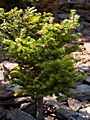 Abies koreana Silberpearl IMG_4975 (VALENTA) Jodła koreańska